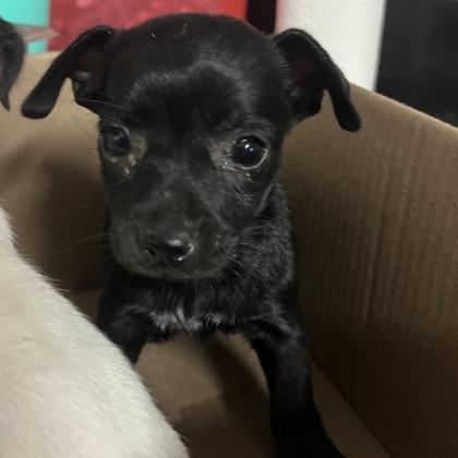 Beep at Wright-Way Rescue