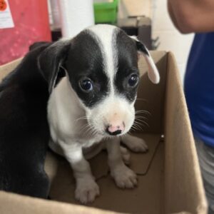 Boop at Wright-Way Rescue