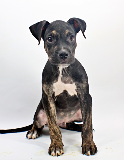 Brew at Wright-Way Rescue