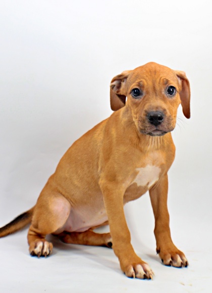 Chai at Wright-Way Rescue