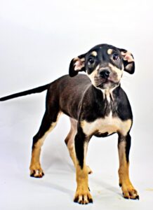 Mocha at Wright-Way Rescue