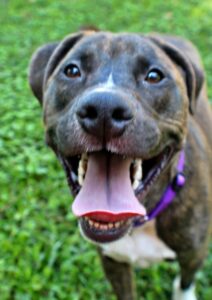 August at Wright-Way Rescue