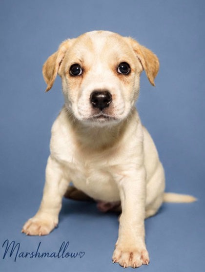Marshmallow at Wright-Way Rescue