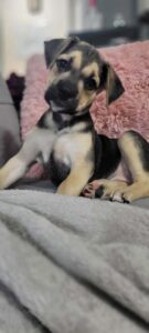 Tiana at Wright-Way Rescue