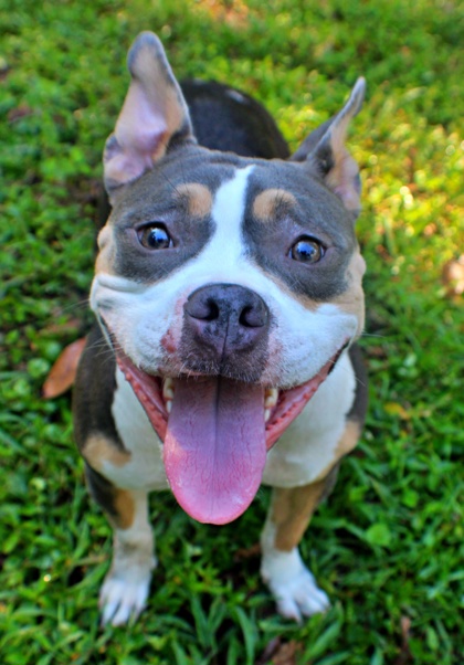 Missy at Wright-Way Rescue