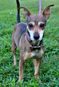 Prince at Wright-Way Rescue