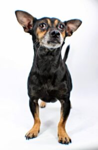Sassy at Wright-Way Rescue
