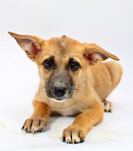 Satin at Wright-Way Rescue