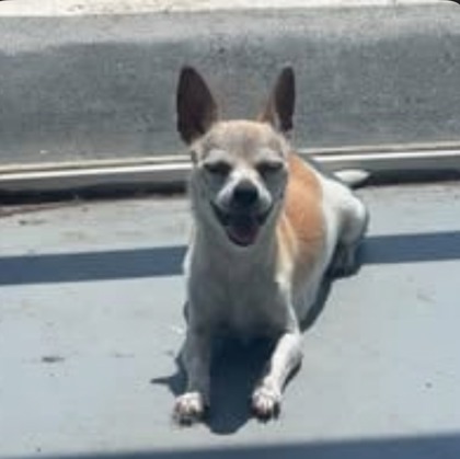 Skye at Wright-Way Rescue