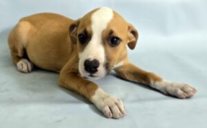 Gemma at Wright-Way Rescue