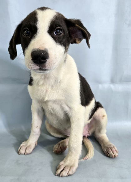 Gianna at Wright-Way Rescue
