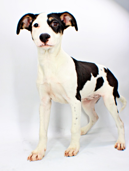 Gigi at Wright-Way Rescue