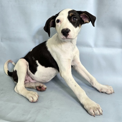 Gigi at Wright-Way Rescue