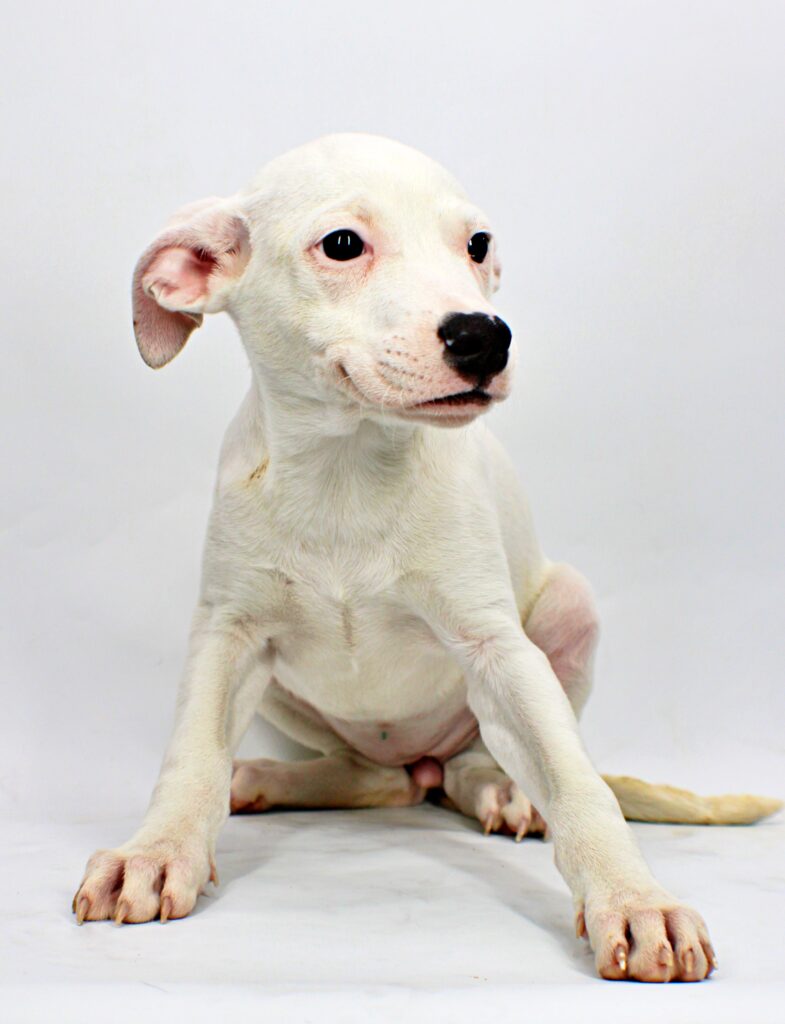 Grace at Wright-Way Rescue