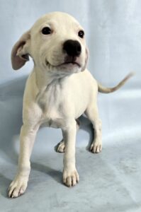 Gwen at Wright-Way Rescue