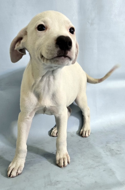 Gwen at Wright-Way Rescue