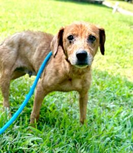 Beatrice at Wright-Way Rescue