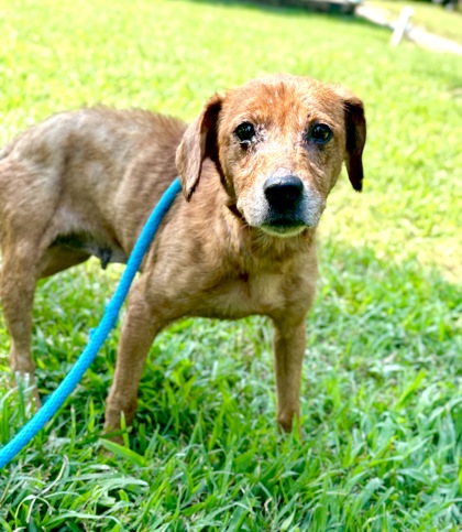 Beatrice at Wright-Way Rescue