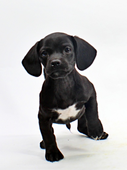 Snickers at Wright-Way Rescue