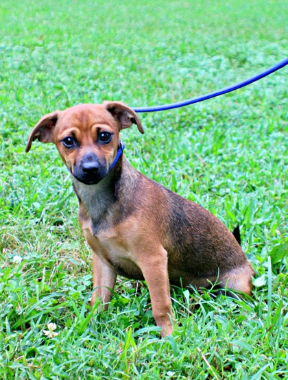 Samuel at Wright-Way Rescue