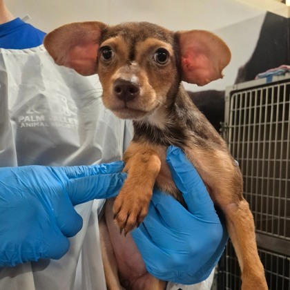 Gilly at Wright-Way Rescue