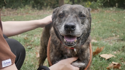 Jojo at Wright-Way Rescue