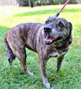 Jojo at Wright-Way Rescue