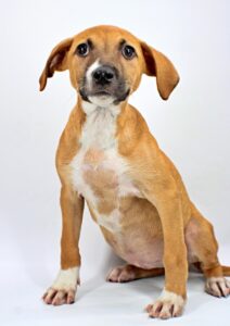 Rosemary at Wright-Way Rescue