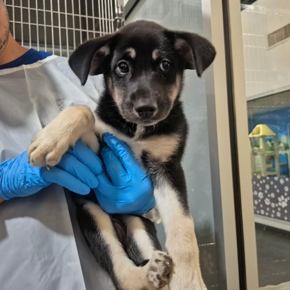 Corona at Wright-Way Rescue
