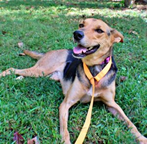 Honor at Wright-Way Rescue