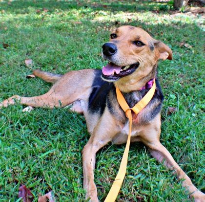 Honor at Wright-Way Rescue