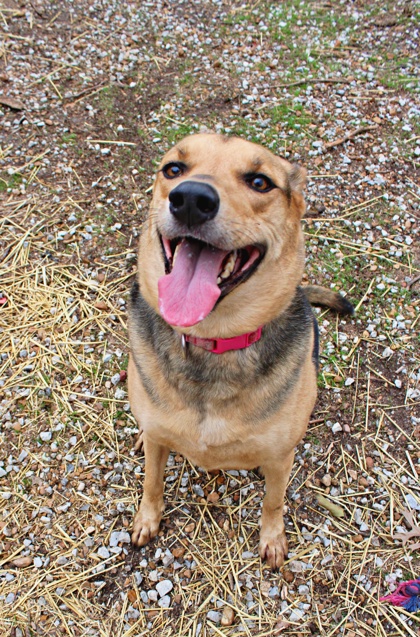 Honor at Wright-Way Rescue