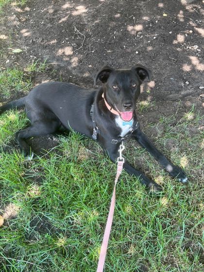 June at Wright-Way Rescue