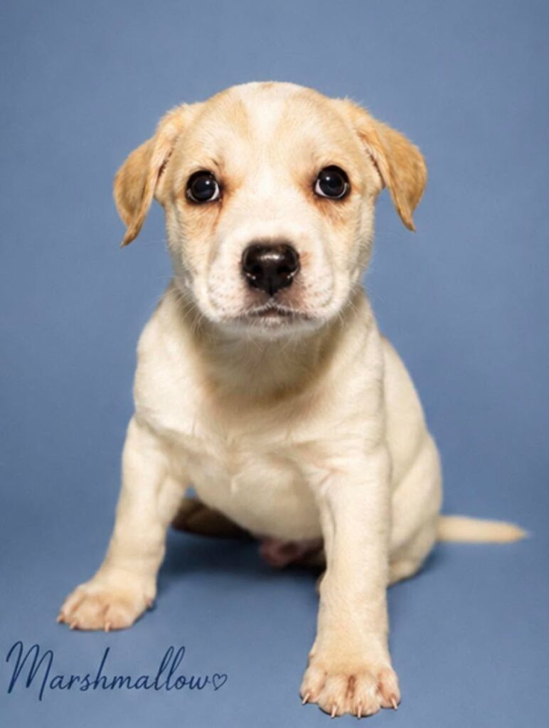 Marshmallow at Wright-Way Rescue