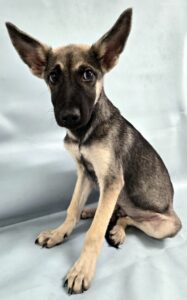 Sylvester at Wright-Way Rescue