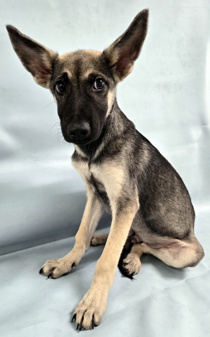 Sylvester at Wright-Way Rescue