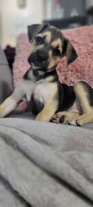 Tiana at Wright-Way Rescue