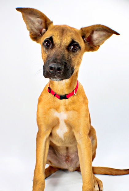 Valor at Wright-Way Rescue