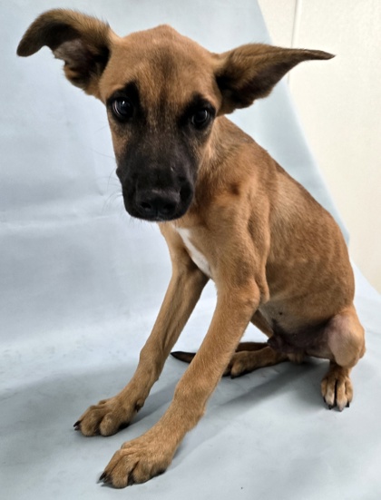 Valor at Wright-Way Rescue