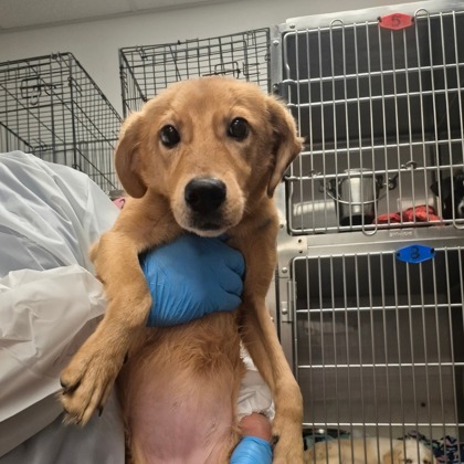 Kiara at Wright-Way Rescue