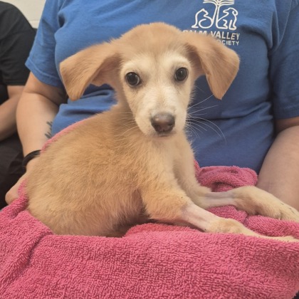 Naruto at Wright-Way Rescue