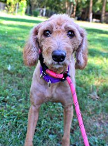 Evita at Wright-Way Rescue