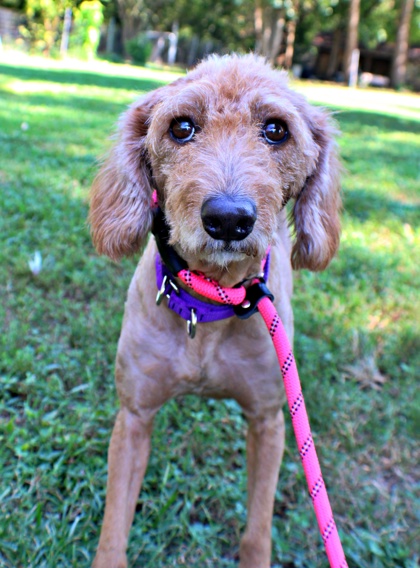 Evita at Wright-Way Rescue