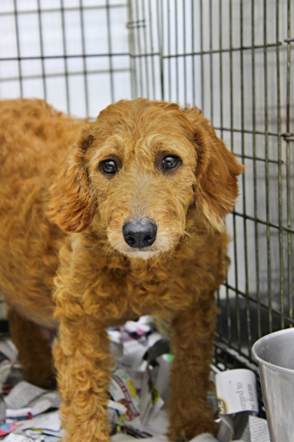 Evita at Wright-Way Rescue