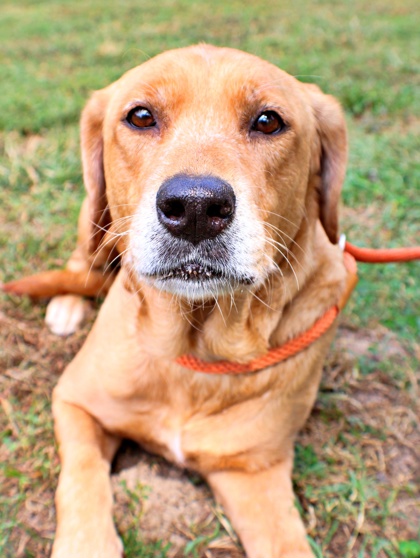 Harriett at Wright-Way Rescue