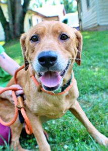 Harriett at Wright-Way Rescue