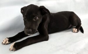 Aspen at Wright-Way Rescue