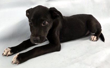 Aspen at Wright-Way Rescue