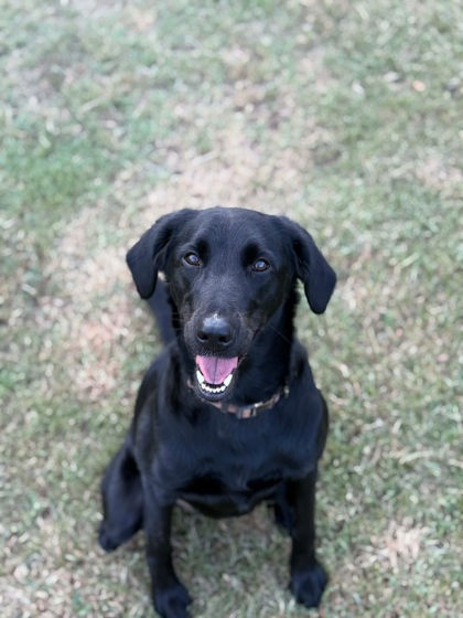 Bayley at Wright-Way Rescue