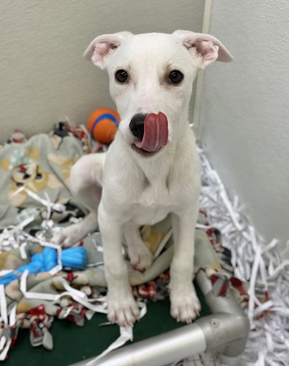 Dapple at Wright-Way Rescue